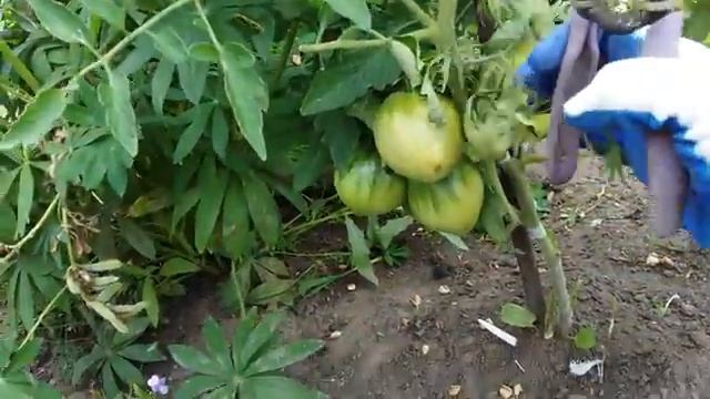 Три повода снять на дозаривание томаты бланжевой спелости смотреть онлайн