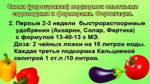 Подкормка томатов с весны до осени
