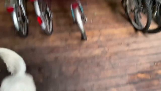 Ли Сяо / Alice the Fox Лиса Алиса (Белый не подозревал кто ждал его выхода из будки) смотреть онлайн