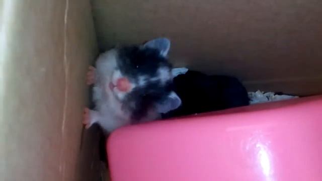 Детеныши сирийского хомяка смотреть онлайн