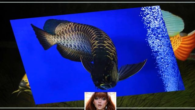 Рыба дракон Аравана смотреть онлайн