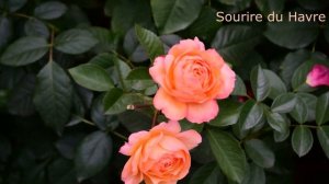 Второе цветение роз в саду.  Секреты образования новых базальных побегов.