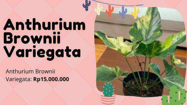 12 Jenis Anthurium Termahal di Indonesia, Tanaman Viral Tahun 2022, Harga Anthurium Varigata Popule смотреть онлайн