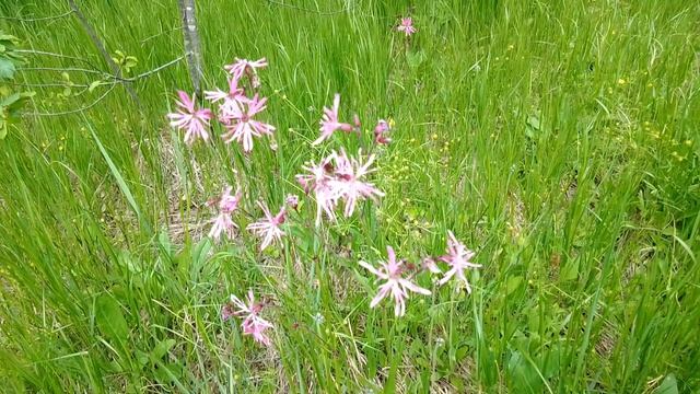 Кукушкин цвет обыкновенный. Июнь 2023