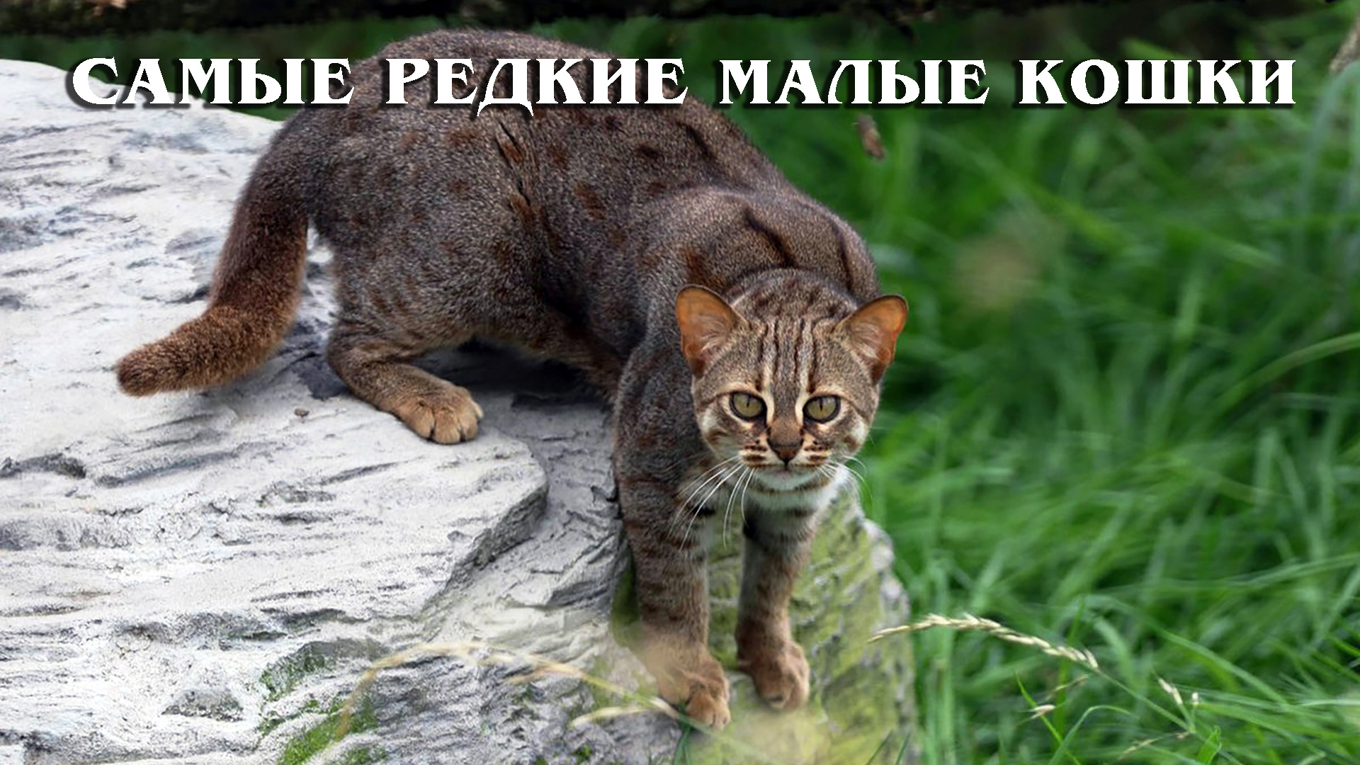 Ржавая кошка. Prionailurus rubiginosus. Рыжая пятнистая кошка Prionailurus rubiginosus. Дикая ржавая кошка. Ржавый пятнистый кот.