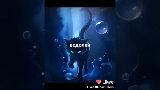 весы котов