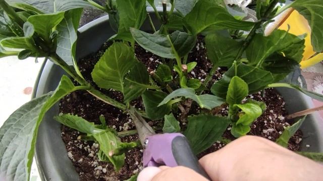 Гортензия крупнолистная? Повторное черенкование и подготовка маточников к зиме?24. 08.2023 смотреть онлайн