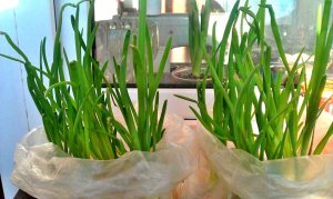 КАК ВЫРОСТИТЬ ЛУК ДОМА,ЛУЧШИЙ СПОСОБ Кулинарный рецепт