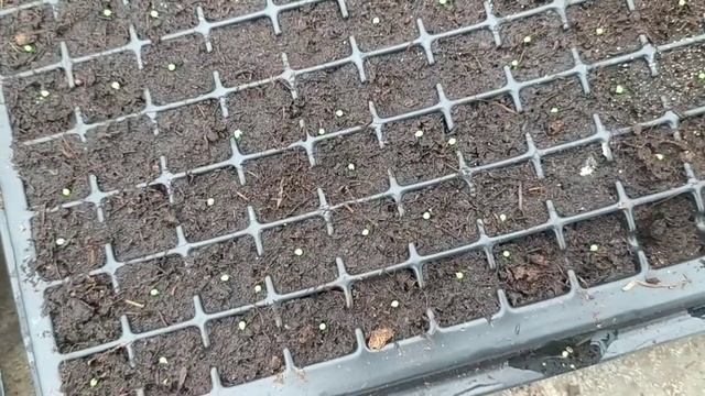 Полив петунии. Всходы на 3,7 дни. Настоящий лист. Сроки посевов. petunia shoots. mudas de petunia смотреть онлайн