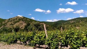 Крым, Судак, виноградники Судакской долины, 12 июня 2017 г