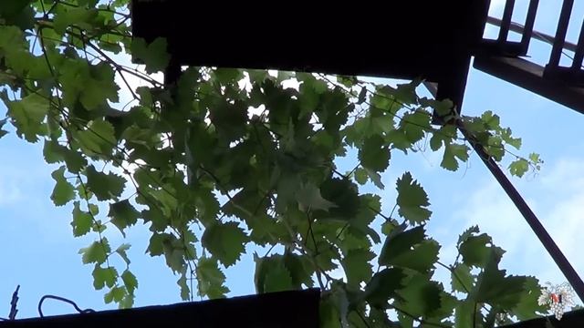 Сорта Винограда. Галбена Ноу. Виноград 2015. смотреть онлайн