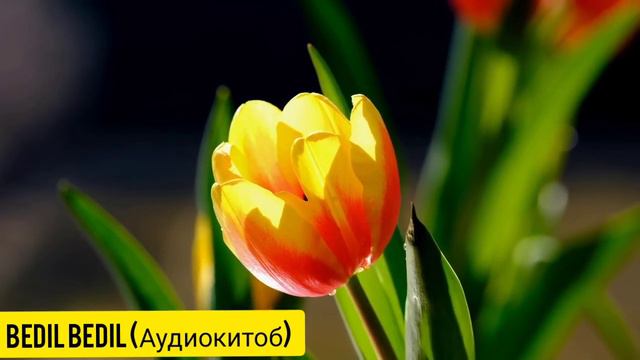 ЯТИМ (Повест)-Қисми 3