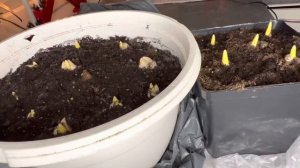 Выгонка тюльпанов в домашних условиях в холодильнике. Часть 3