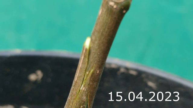 прививка инжира весной // grafting figs смотреть онлайн