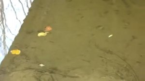 The perfect fishing Wobbler 2020