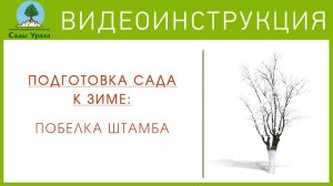 Подготовка сада к зиме: побелка штамба