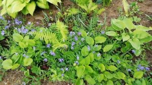 Весенний сад. Неприхотливые декоративные кустарники. Посев семян цветов  в открытый грунт.