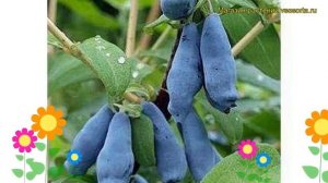 Жимолость съедобная Майлон. Краткий обзор, описание характеристик lonicera edulis Mailon