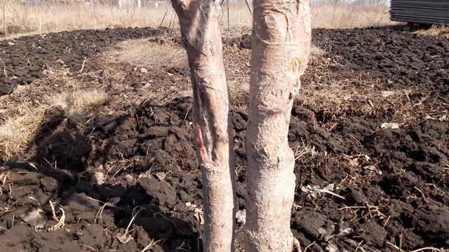 Дерево-сад. Стоит ли покупать?