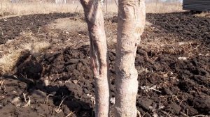Дерево-сад. Стоит ли покупать?