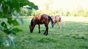 ? ? ПРОГУЛКА С ЛОШАДЬМИ | Красивые Лошади Пасутся на Опушке Леса