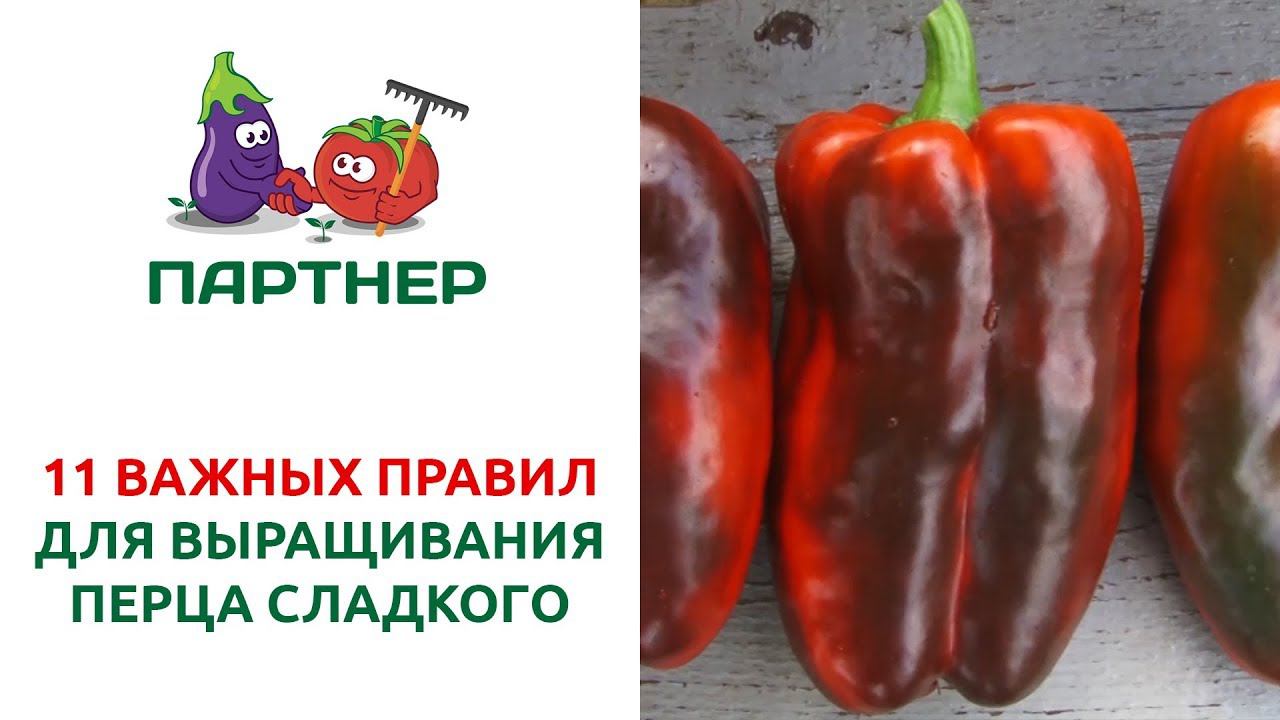 11 ВАЖНЫХ ПРАВИЛ ДЛЯ ВЫРАЩИВАНИЯ ПЕРЦА СЛАДКОГО смотреть онлайн