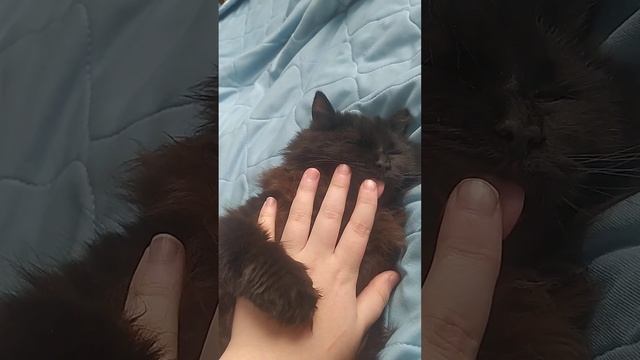 вы не звали а я снова с котёнком смотреть онлайн