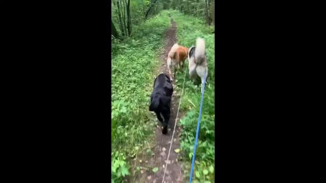 Любимица смотреть онлайн