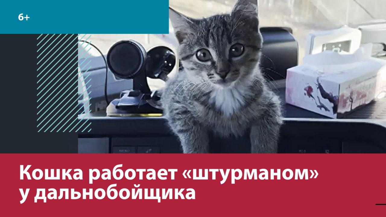 Кошка Соня сама выбрала себя дом и хозяина – Москва FM