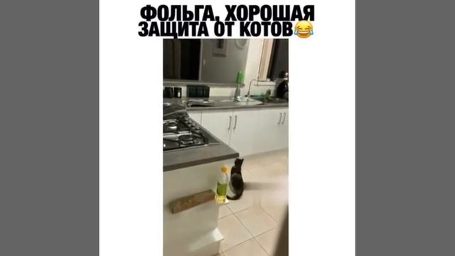 Часть 2 Как отучить кота лазить по столам фольгой?