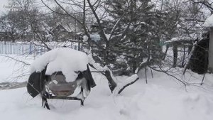 Где живут кольчатые горлицы зимой?