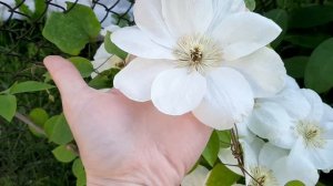 Клематис Джернси Крим /Guernsey Cream