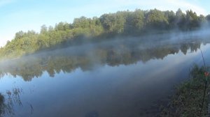 Боксёры Перегородили Въезд!!! Как Заставить Клюнуть Желанную Рыбу. С Фидером На Реке!