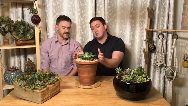 Foster & Grow - Echeveria Blue Curls смотреть онлайн