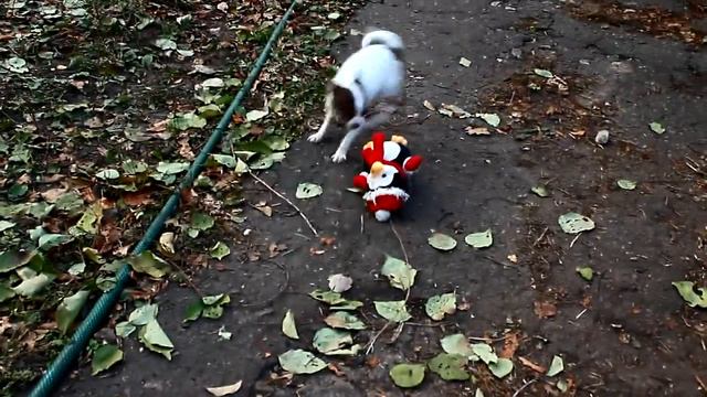 Чихуахуа играет .Щенок в продаже смотреть онлайн