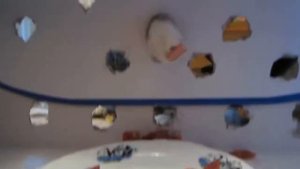 23 СМЕШНЫХ ПРАНКОВ над КОТАМИ ! ЛУЧШИЕ ПРИКОЛЫ с КОТАМИ! СМЕШНЫЕ ИДЕИ ДЛЯ РОЗЫГРЫША пары друзей