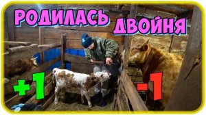 Впервые у коровы двойня, НО...!