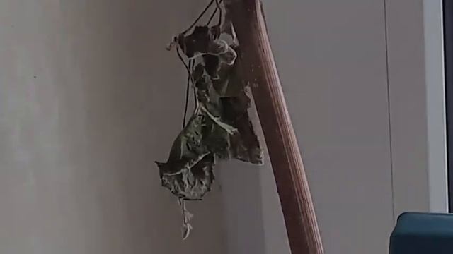 Загнивают корни винограда.Как спасти??? Виноград, чернеют и сохнут края листьев у винограда смотреть онлайн