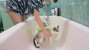 МОЮ СВОЕГО КОТА!/CAT TAKES A SHOWER!