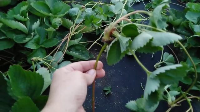 Клубника,какие усы не беру на укоренение. смотреть онлайн