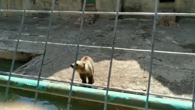 Зоопарк Ташкент очень интересно смотреть онлайн