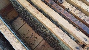 ПЧЁЛЫ 🐝🐝, ОБЪЕДИНЯТЬ ИЛИ УСИЛИВАТЬ СЛАБЫЕ СЕМЬИ ВЕСНОЙ. МЁД РЕЗУЛЬТАТ.
