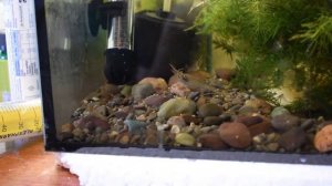 Макробрахиум розенберга. Креветкам месяц