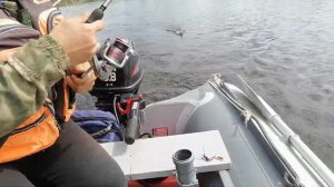 ловля щуки и окуня на кренк