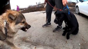 Волк против собак, Аяврик впервые на занятиях у кинолога.Wolf vs pitbull/кане корсо/овчарка/лабродо