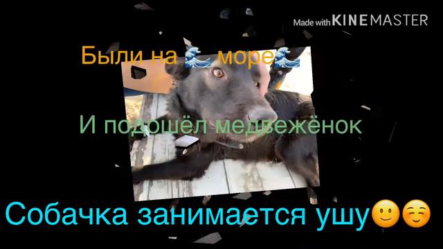 Жизнь чихуахуа