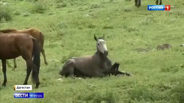 В Дагестане начался сезонный перегон лошадей на высокогорные луга смотреть онлайн