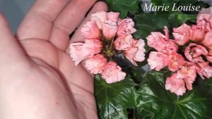 6 САМЫХ КРАСИВЫХ пеларгоний, изящные нежные тюльпановидные цветуньи ГЕРАНЬ должна быть в каждом дом