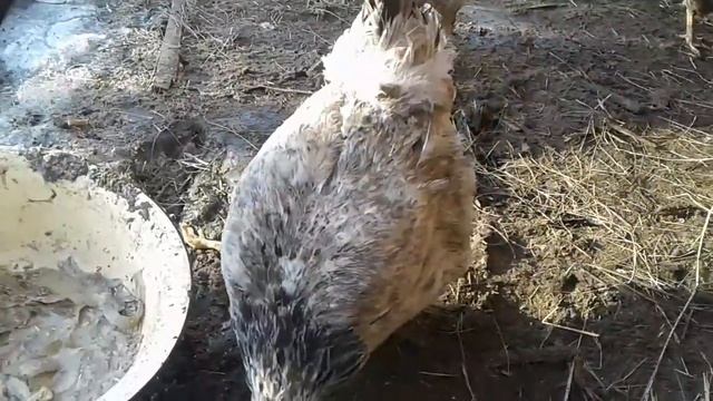 Куры, петухи, цыплята. смотреть онлайн