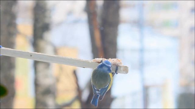 ЛАЗОРЕВКИ (Cyanistes caeruleus)  и СИНИЦЫ